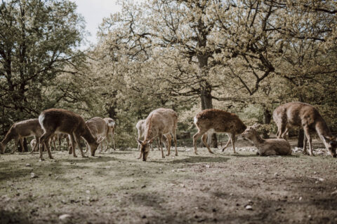 Floristikwerkstatt Martina Hladovsky | Blickfang | Styled Shoots